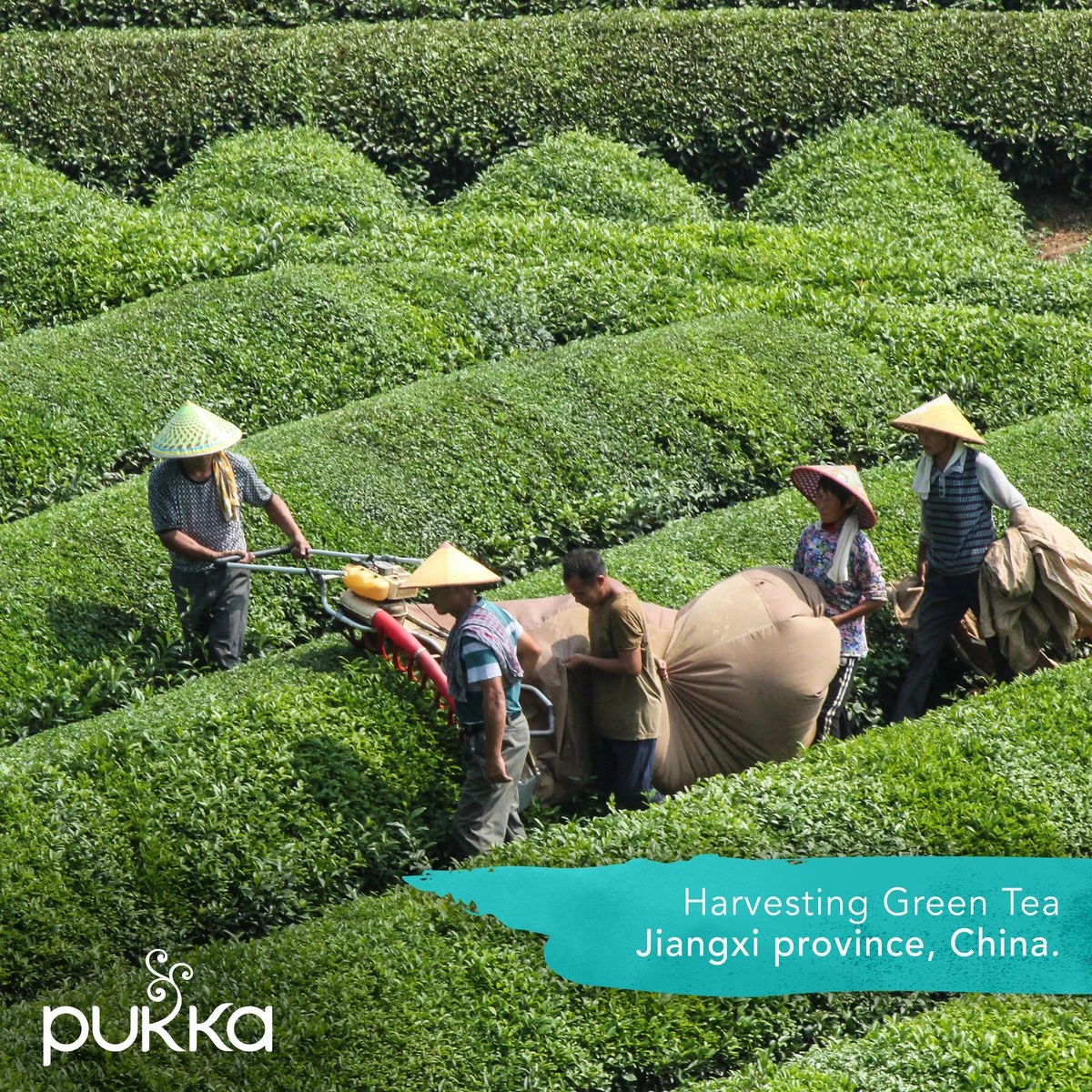 Pukka Support Kruidenthee Geschenkdoos - 5 Blends Biologische Kruidenthee, Ook Leuk Als Verjaardagscadeau - 45 Zakjes - Theedoos - GB-BIO-05 - Afbeelding 6