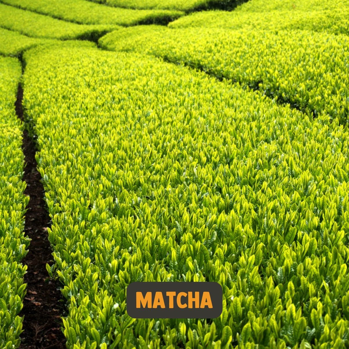 Cupplement | Premium Matcha 90 Gram | Biologisch | Gratis Verzending | Hoogste Kwaliteit Groene Thee Poeder - Afbeelding 13