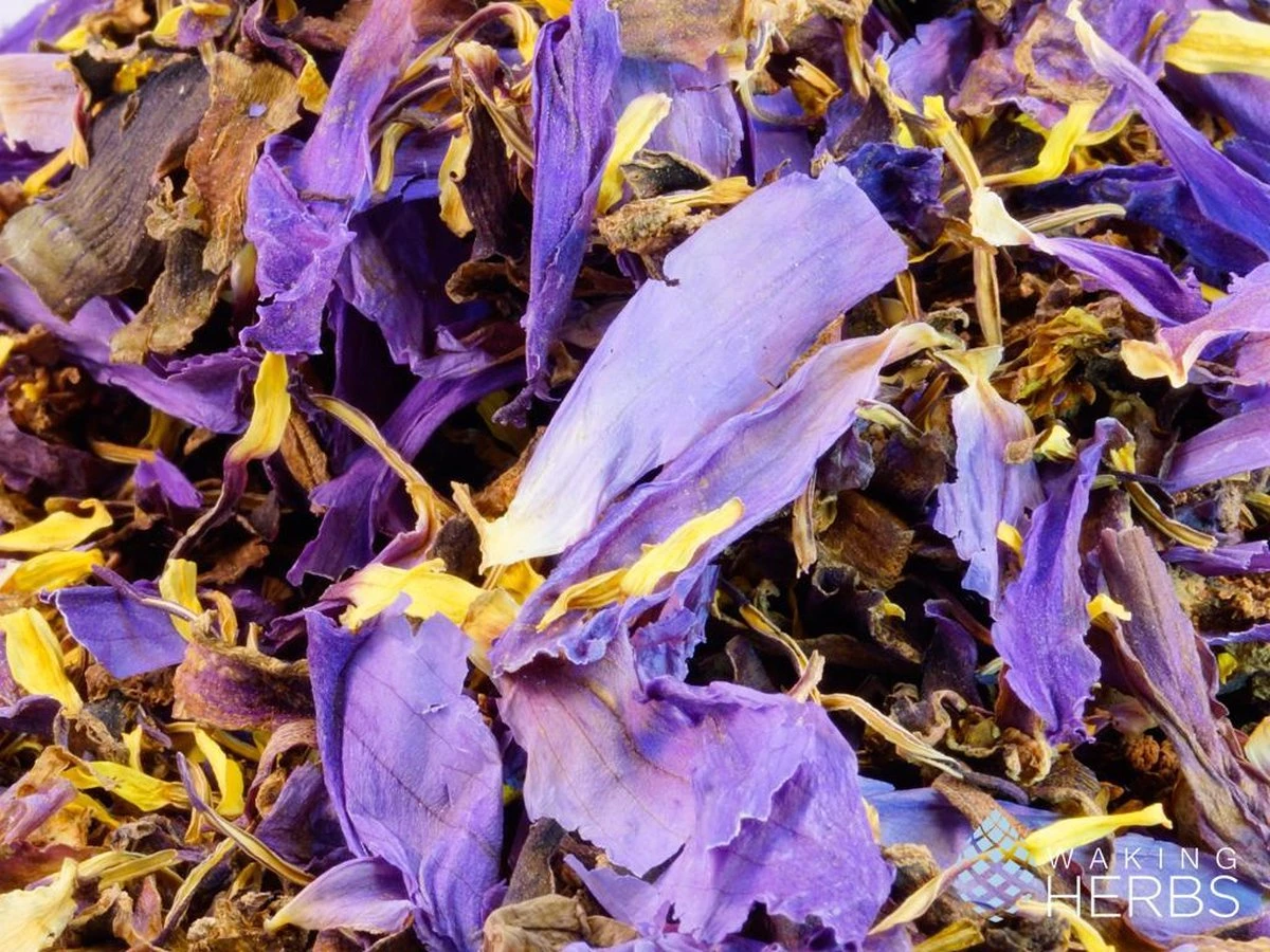 Blauwe Lotus - Nymphaea Cearulea